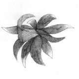 Crosshatch_flower