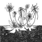 Curieux_lotus