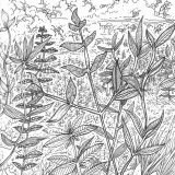 Greenery