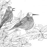 Oiseaux
